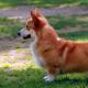 Собака Туди - найменша в світі: опис і ціна